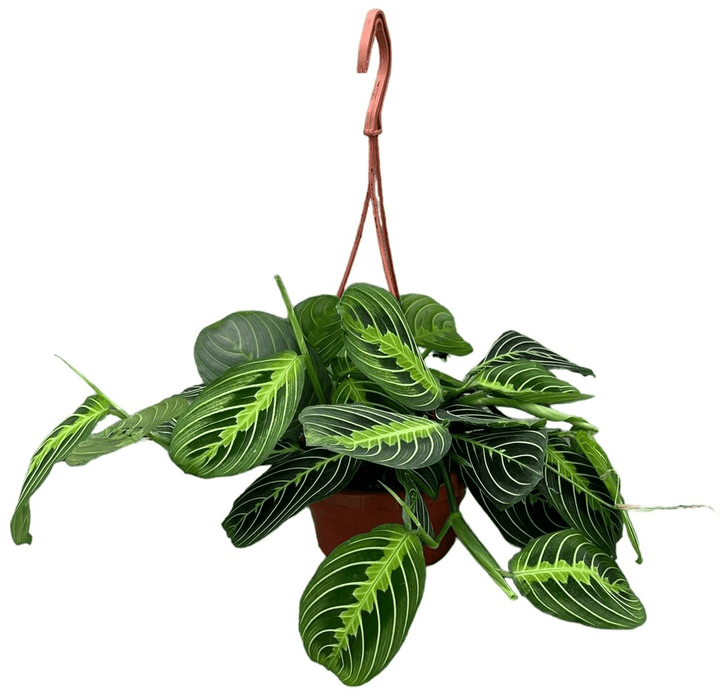 Maranta leuconeura ‘Lemon Lime’