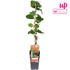 Lonicera brownii 'Dropmore Scarlet'