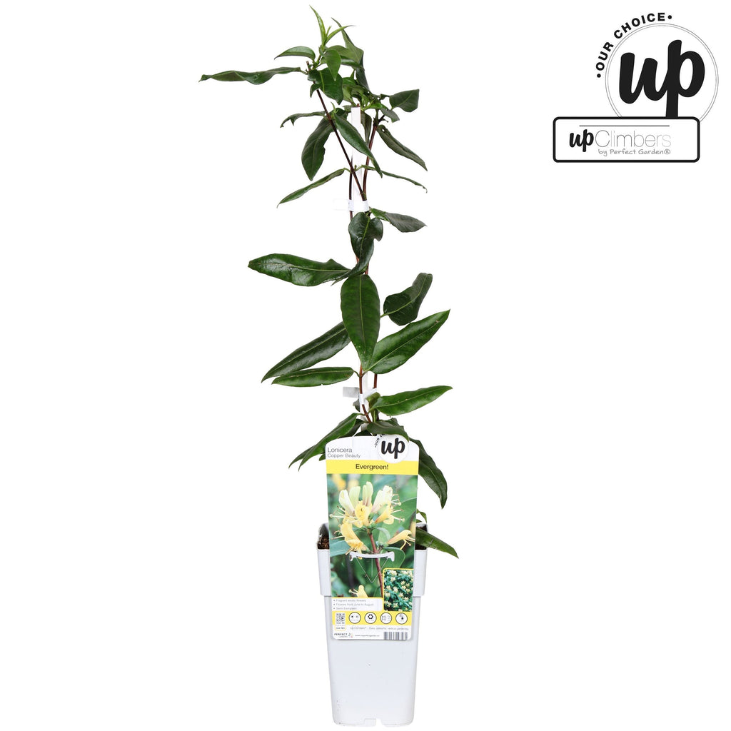 Lonicera henryi 'Copper Beauty'