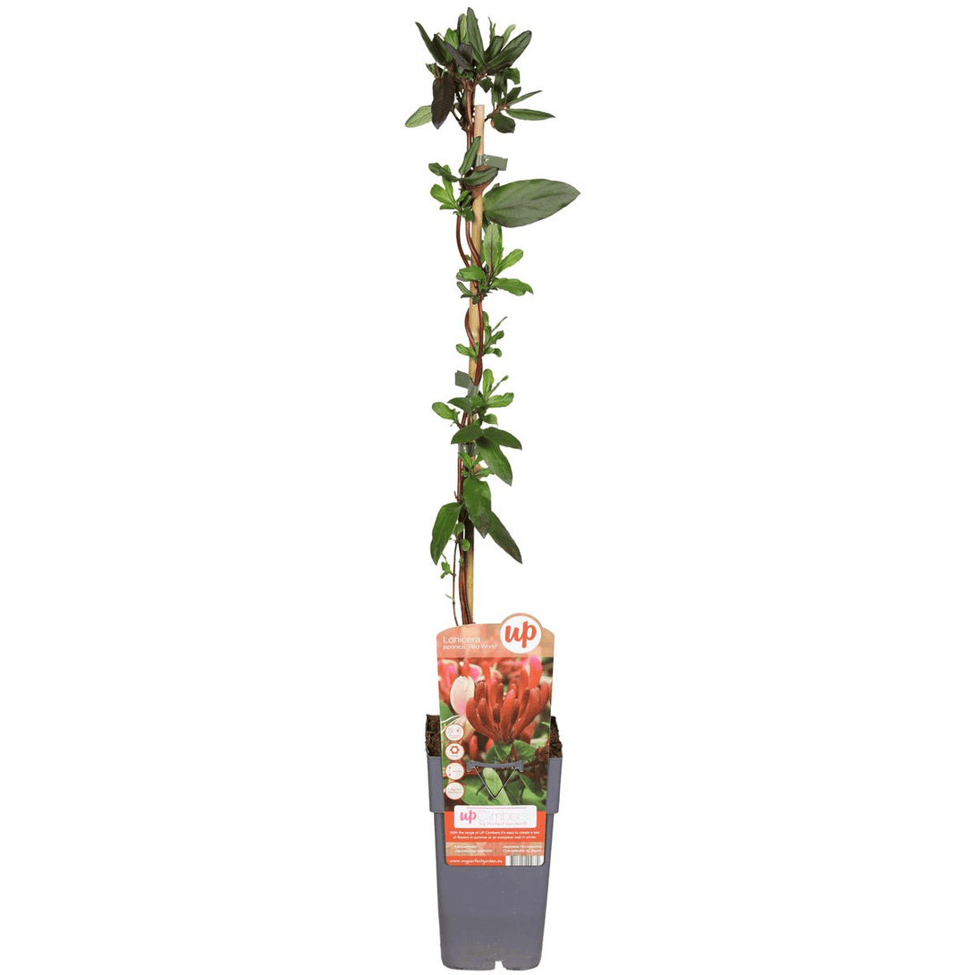 Flora Ria Red Roz Lonicera japonica 'Red World' - Mana Maicii Domnului, Caprifoi (evergr ...
