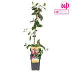 Lonicera periclymenum 'Belgica'