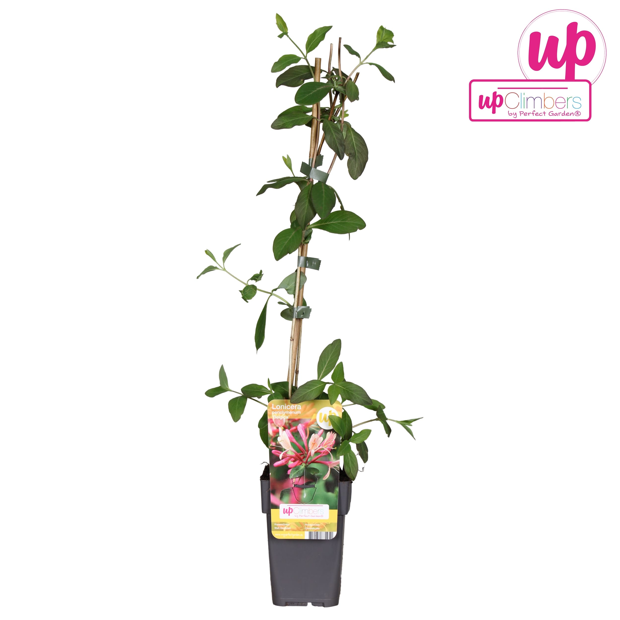 Lonicera periclymenum 'Belgica'