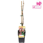 Lonicera periclymenum 'Belgica'