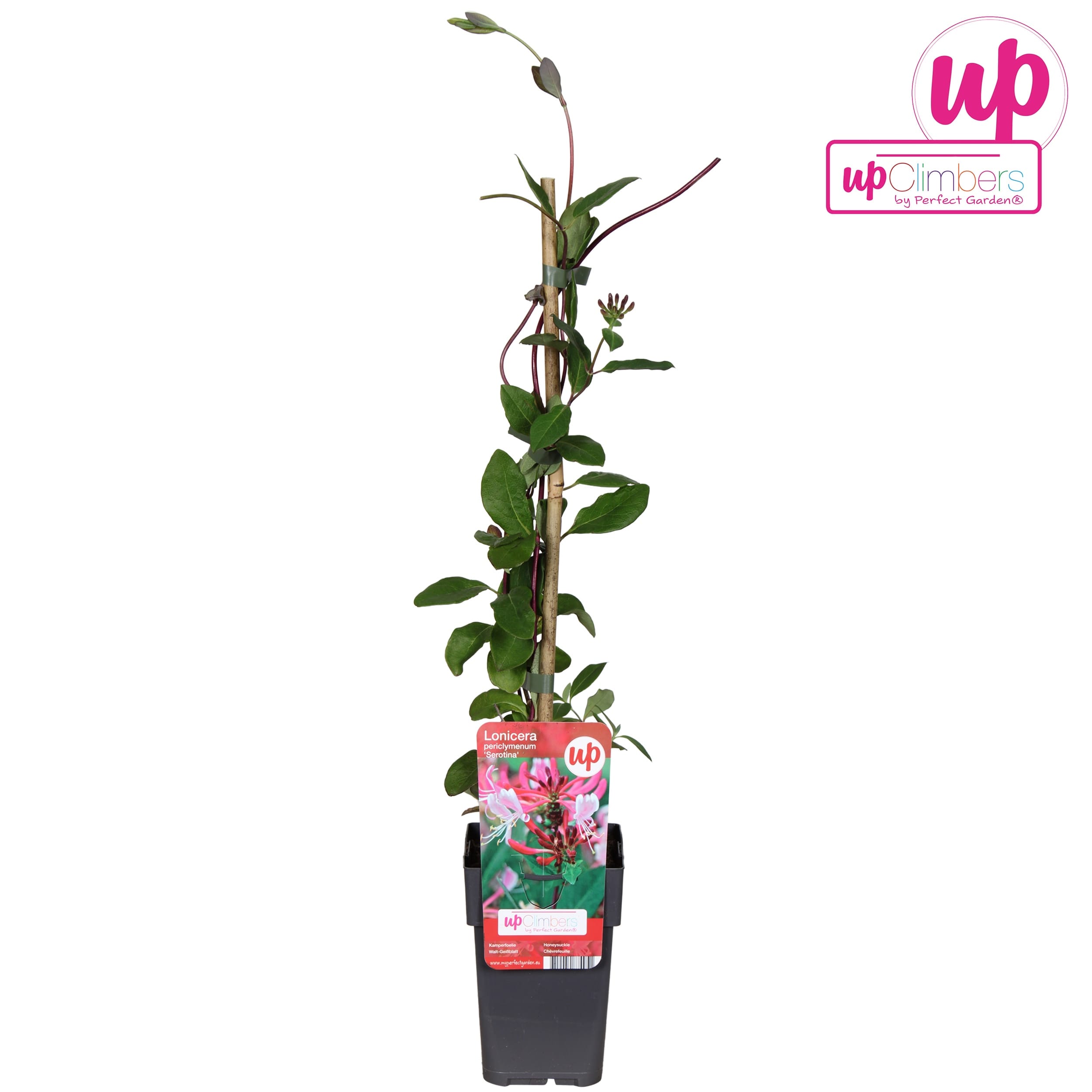 Lonicera periclymenum 'Serotina' - Mana Maicii Domnului, Caprifoi roz