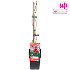 Lonicera periclymenum 'Serotina' - Mana Maicii Domnului, Caprifoi roz