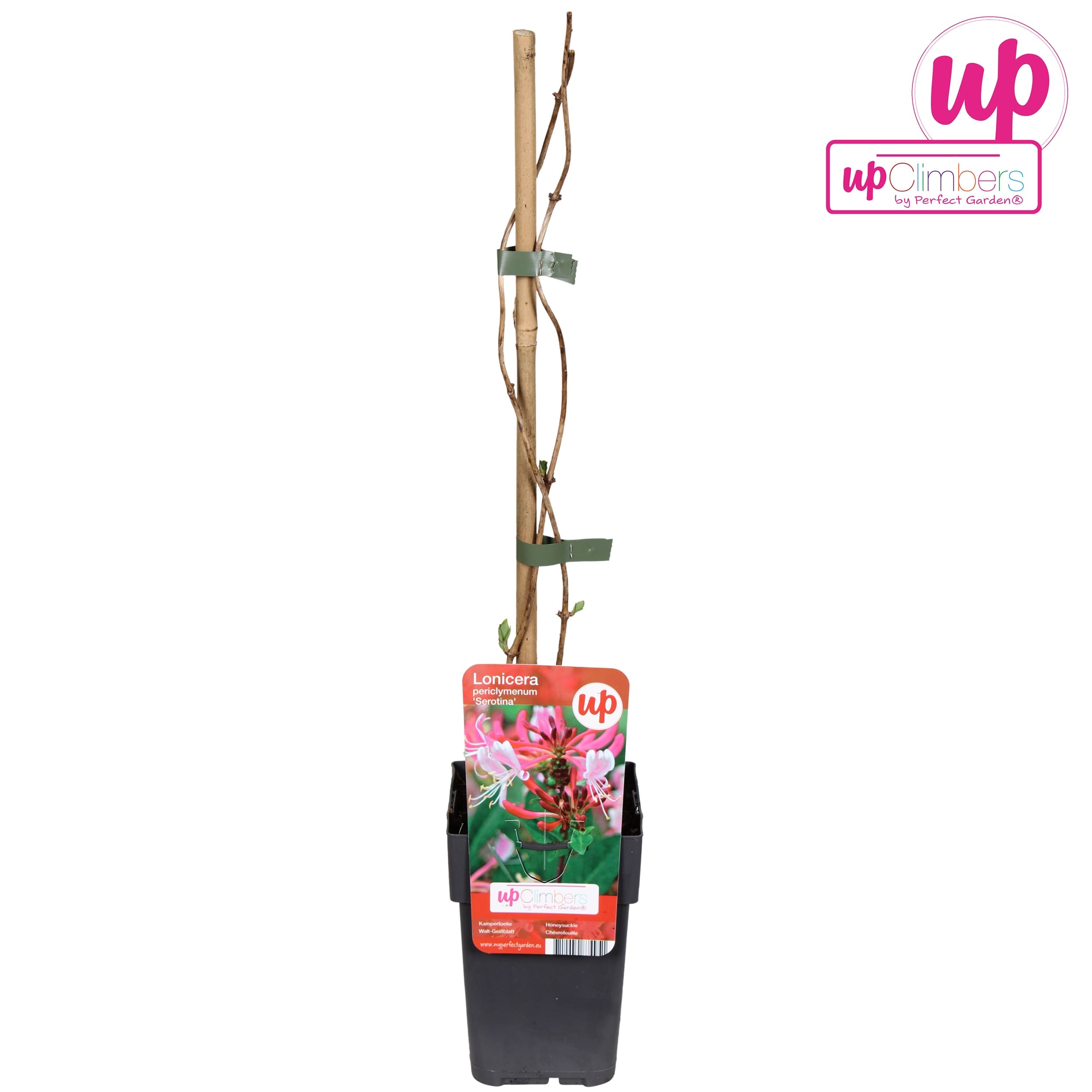 Lonicera periclymenum 'Serotina' - Mana Maicii Domnului, Caprifoi roz