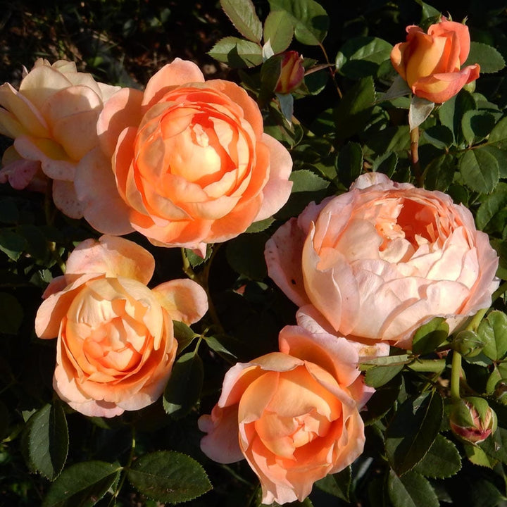 Rosa ‘Lady of Shalott’