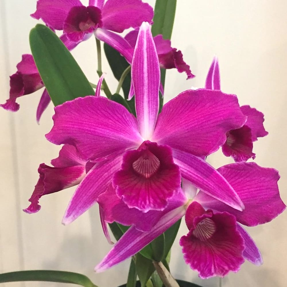 Cattleya (Laelia) purpurata var. sanguinea