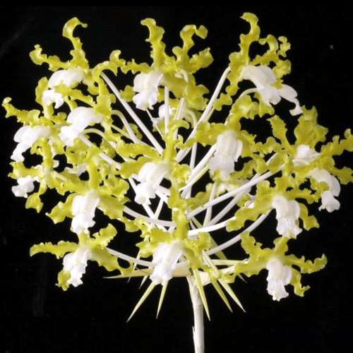 Laelia undulata alba 'Graf's Emerald' AM/AOS