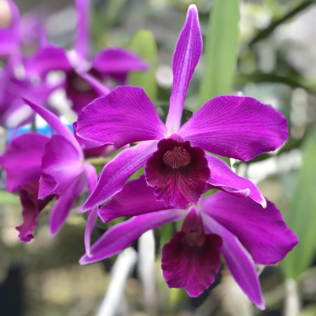 Cattleya (Laelia) purpurata var. sanguinea