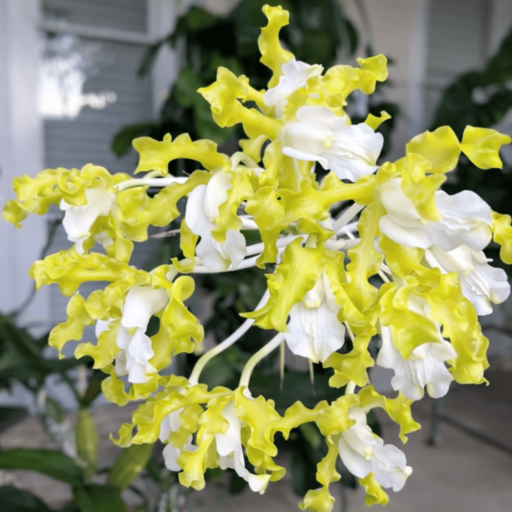 Laelia undulata alba 'Graf's Emerald' AM/AOS