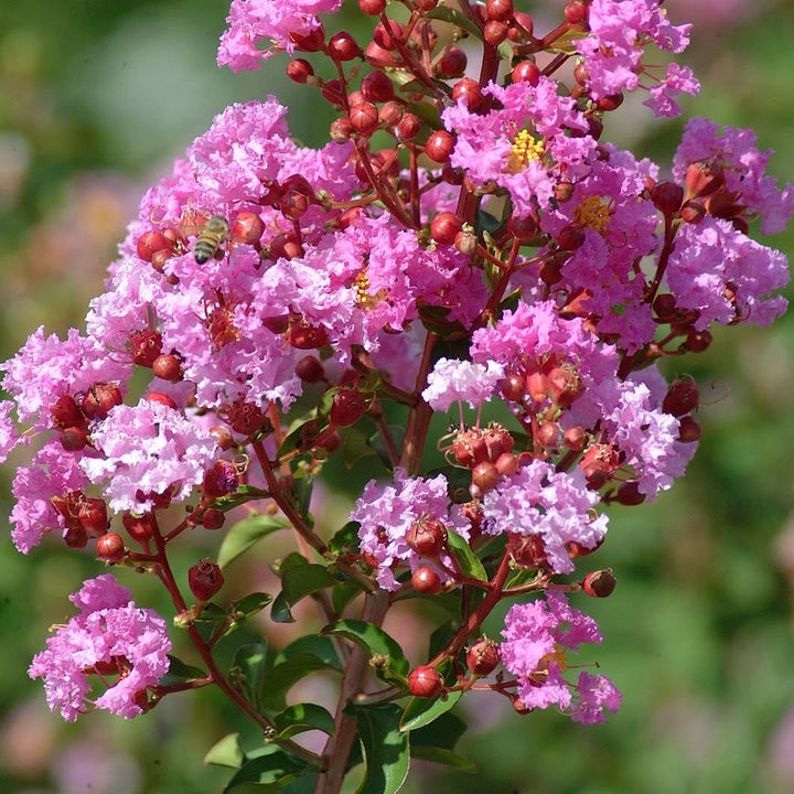 Lagerstroemia indica 'Rosea Nova' - Liliac indian