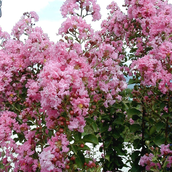 Lagerstroemia indica 'Rosea Nova' - Liliac indian