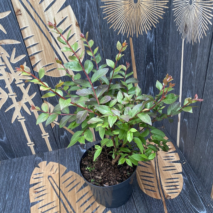 Lagerstroemia indica 'Red Imperator'