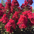 Liliac indian cu infloriri repetate - Lagerstroemia indica 'Double Feature'