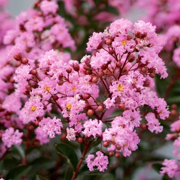 Liliac indian - Lagerstroemia indica 'Eveline'