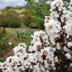 Lagerstroemia indica 'Lunar Magic' (Crapemyrtle) - Liliac indian