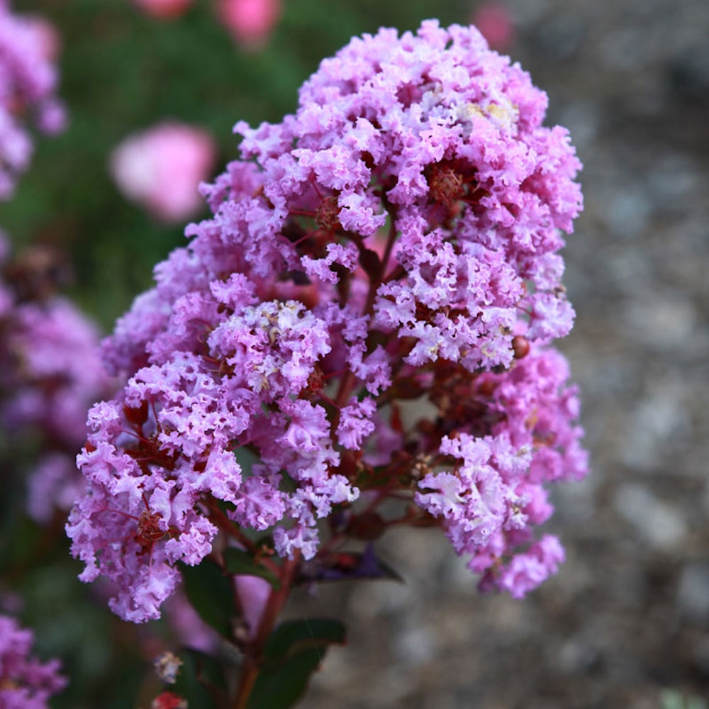 Liliac indian - Lagerstroemia indica 'With Love Eternal'