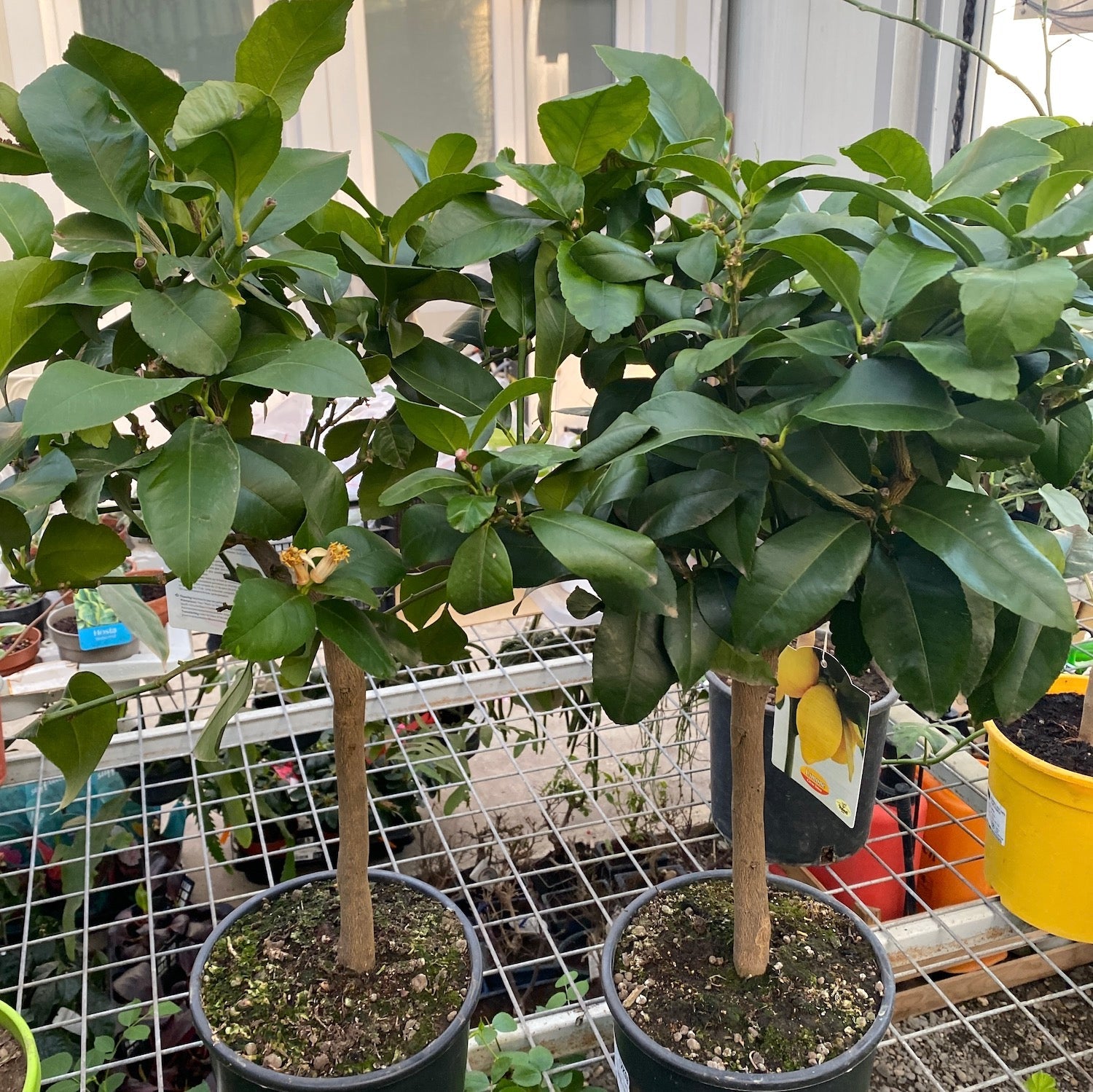 Lamai Meyer in ghiveci  - pe picior