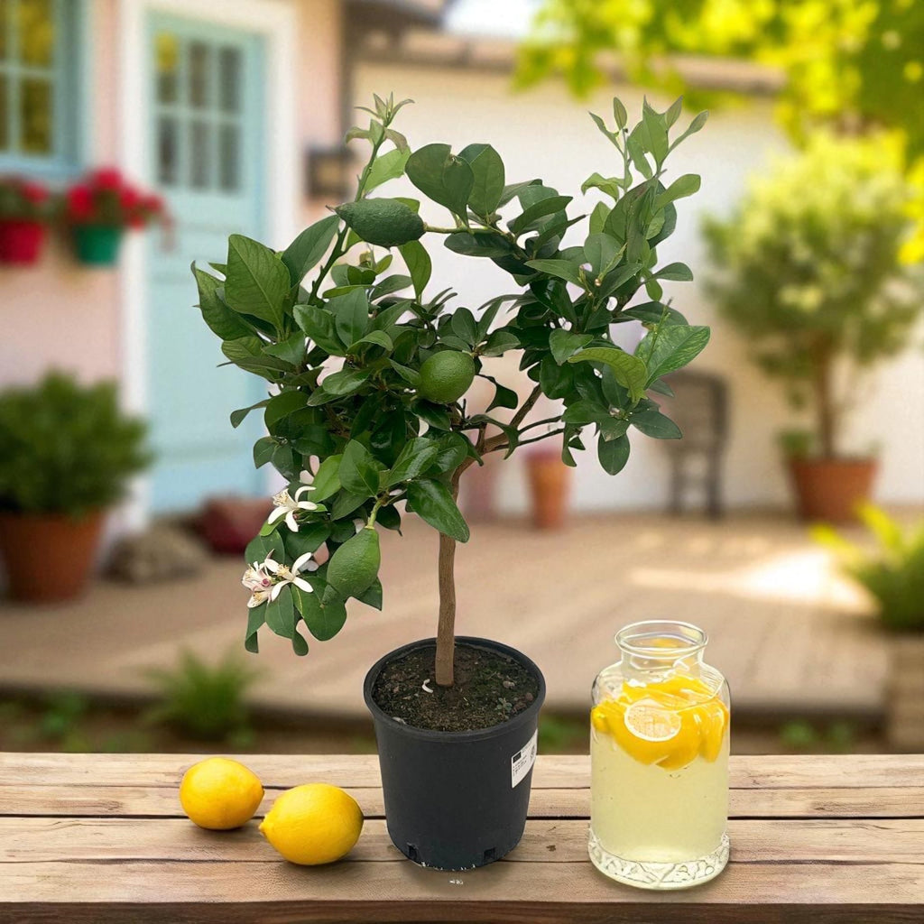 Citrus limon - Lamai altoit jalalla K90 cm
