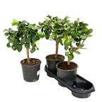 Lamai pe picior - Citrus lemon H60 cm