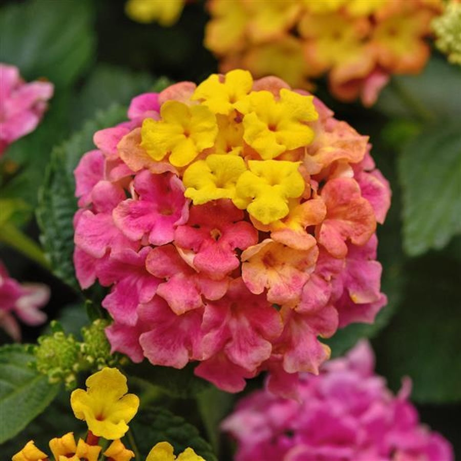 Lantana ‘Shamrock Rose Gold’ – planta decorativa cu flori roz-galbene schimbatoare