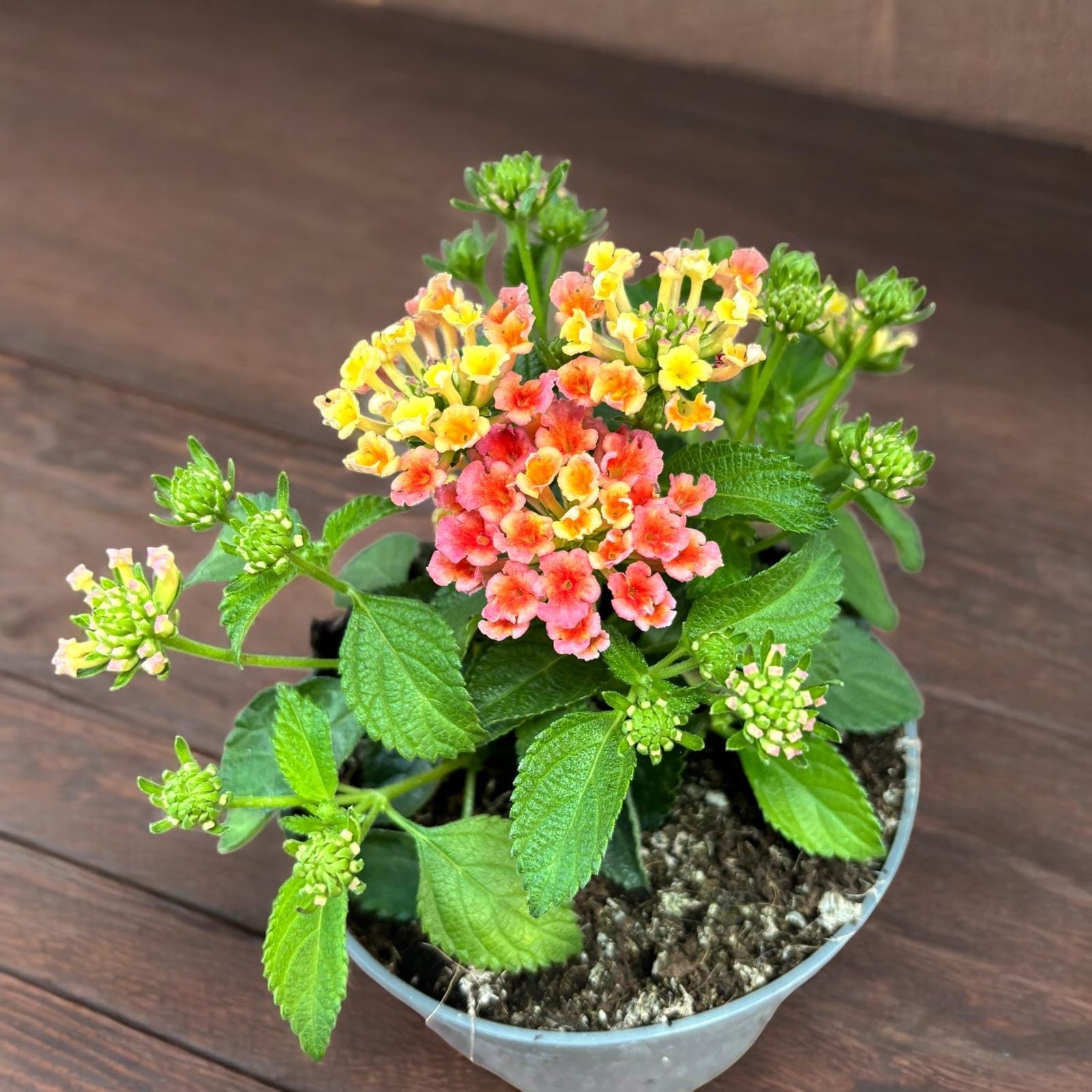 Lantana camara 'Pinata'