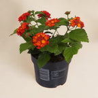Lantana camara Shamrock™ 'Orange Flame'