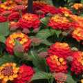 Lantana camara Shamrock™ 'Orange Flame'