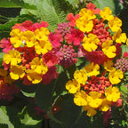 Lantana camara 'Pinata'