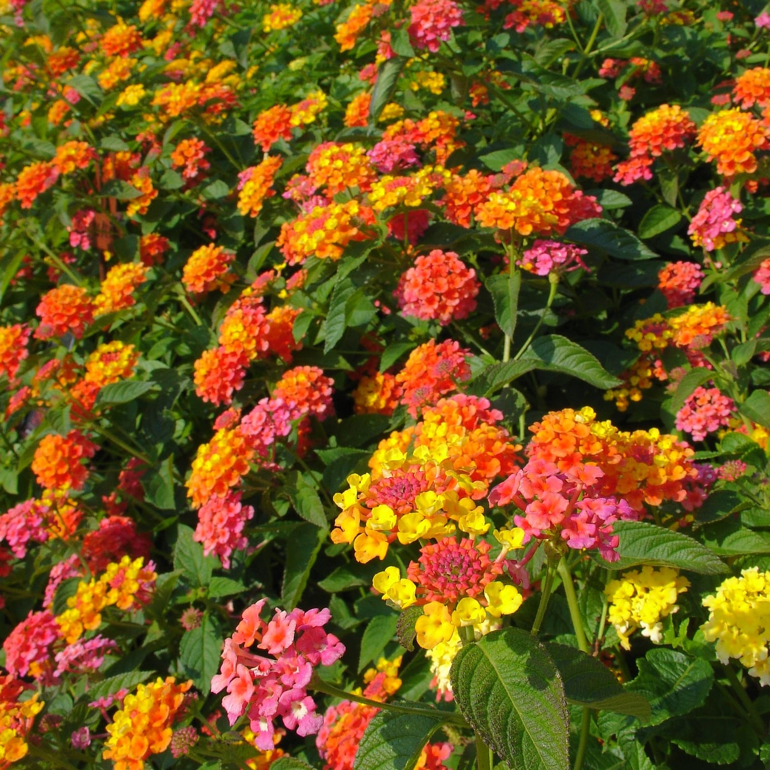 Lantana camara 'Pinata'