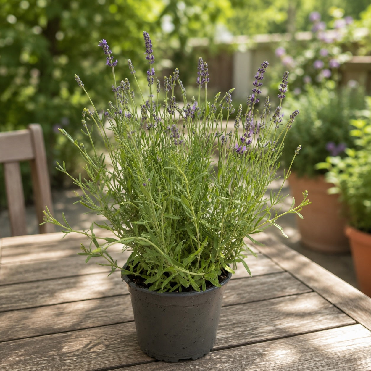 Lavandula angustifolia ‘Speciosa Ardeche Blue’ - lavanda compacta