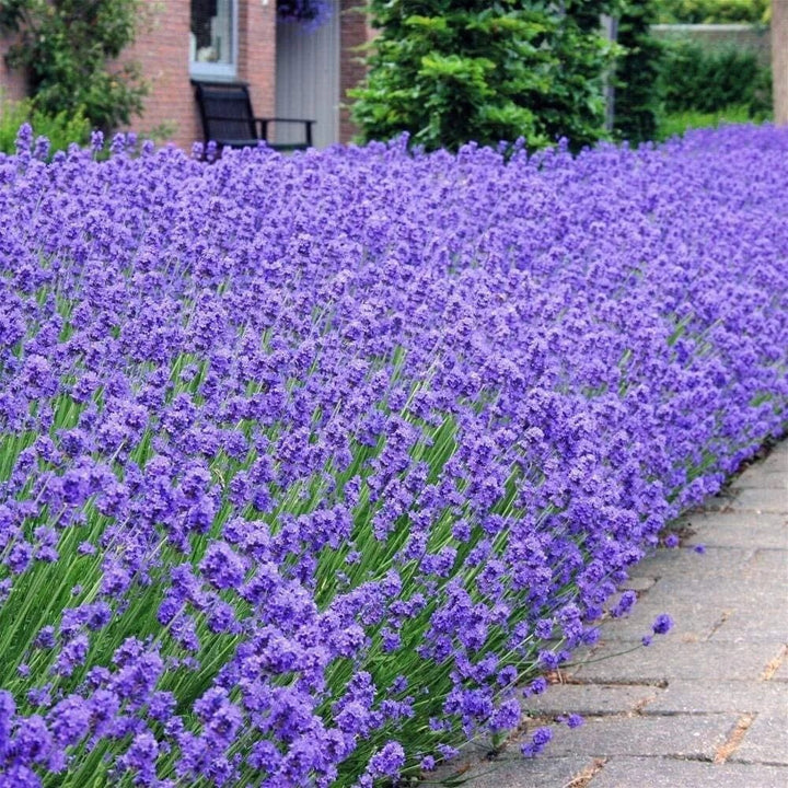 Lavandula angustifolia 'Munstead'