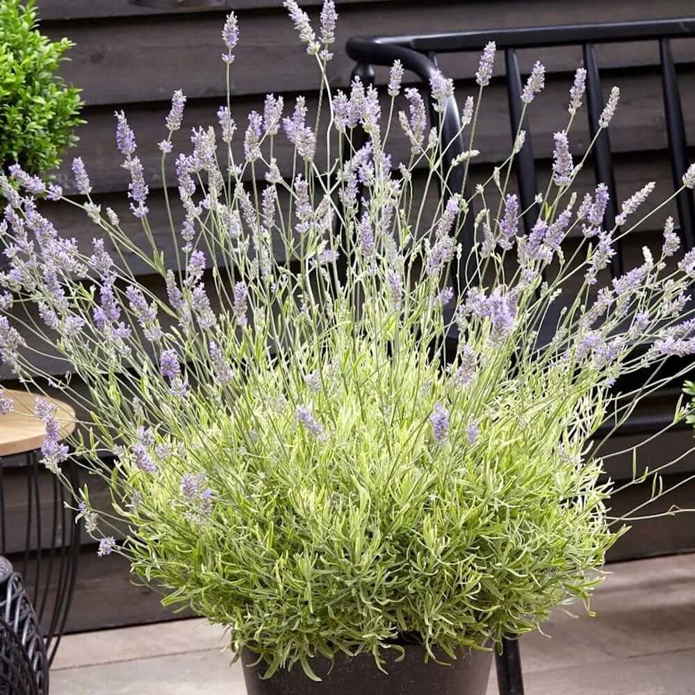 Lavanda variegata 'Platinum Blonde' in a pot with fragrant lavender flowers and green-yellow variegated foliage.