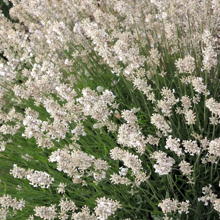 Lavanda alba in ghiveci - Lavandula angustifolia 'Aromance White'