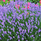 Lavandula angustifolia 'Blue Scent'