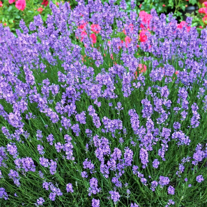 Lavandula angustifolia 'Blue Scent'