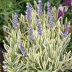 Lavanda variegata Platinum Blonde, Lavandula angustifolia cu frunze variegate și flori violet-albăstrui, planta perenă decorativă.