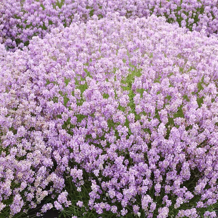 Lavanda roz in ghiveci - Lavandula angustifolia 'Rosea' (Jean Davis)