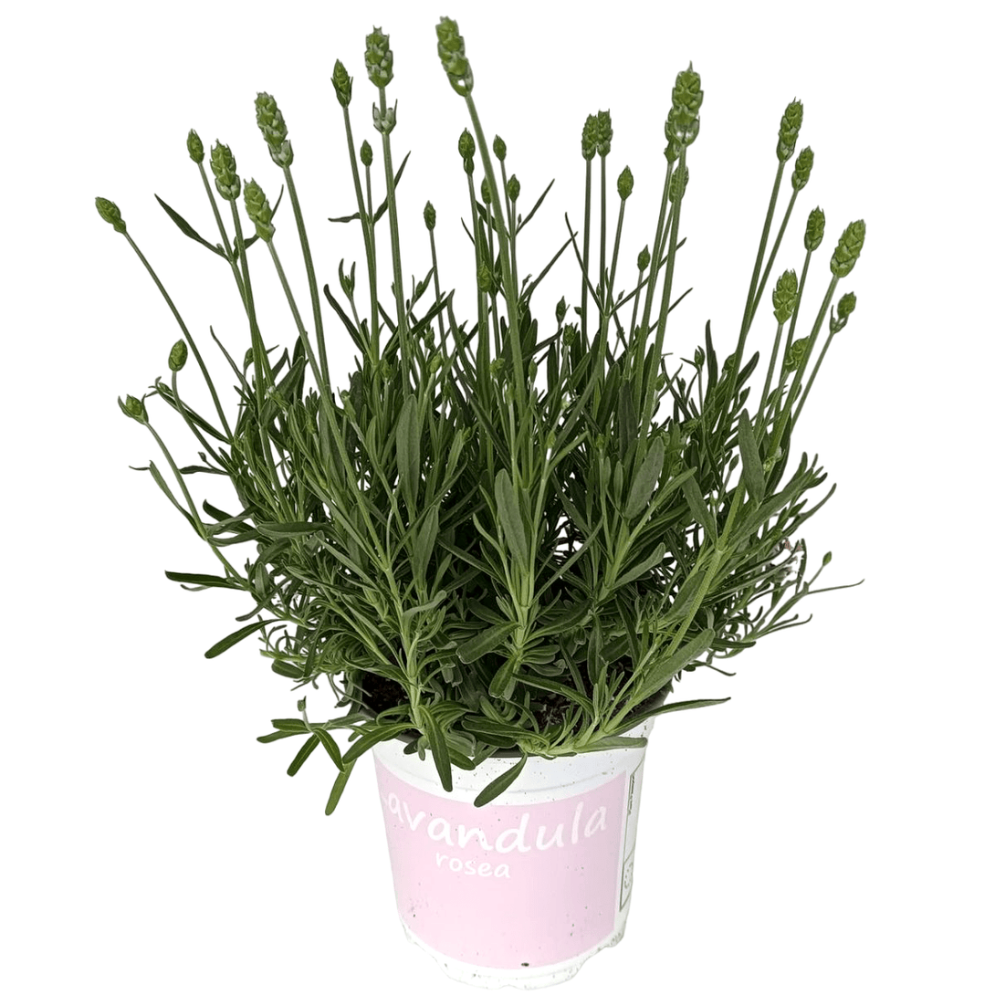 Lavanda roz in ghiveci - Lavandula angustifolia 'Rosea' (Jean Davis ...