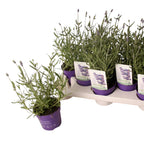 Lavanda in ghiveci - Lavandula angustifolia 'Vienco Purple'