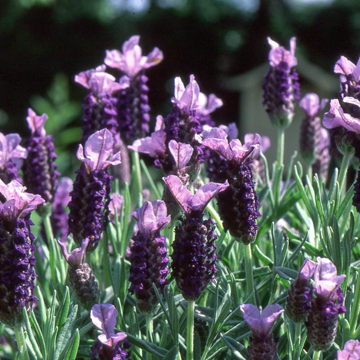 Lavanda in ghiveci - Lavandula stoechas (Lavanda spaniola, Levantica franceza)