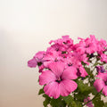 Lavatera trimestris 'Twins Hot Pink'
