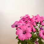 Lavatera trimestris 'Twins Hot Pink'