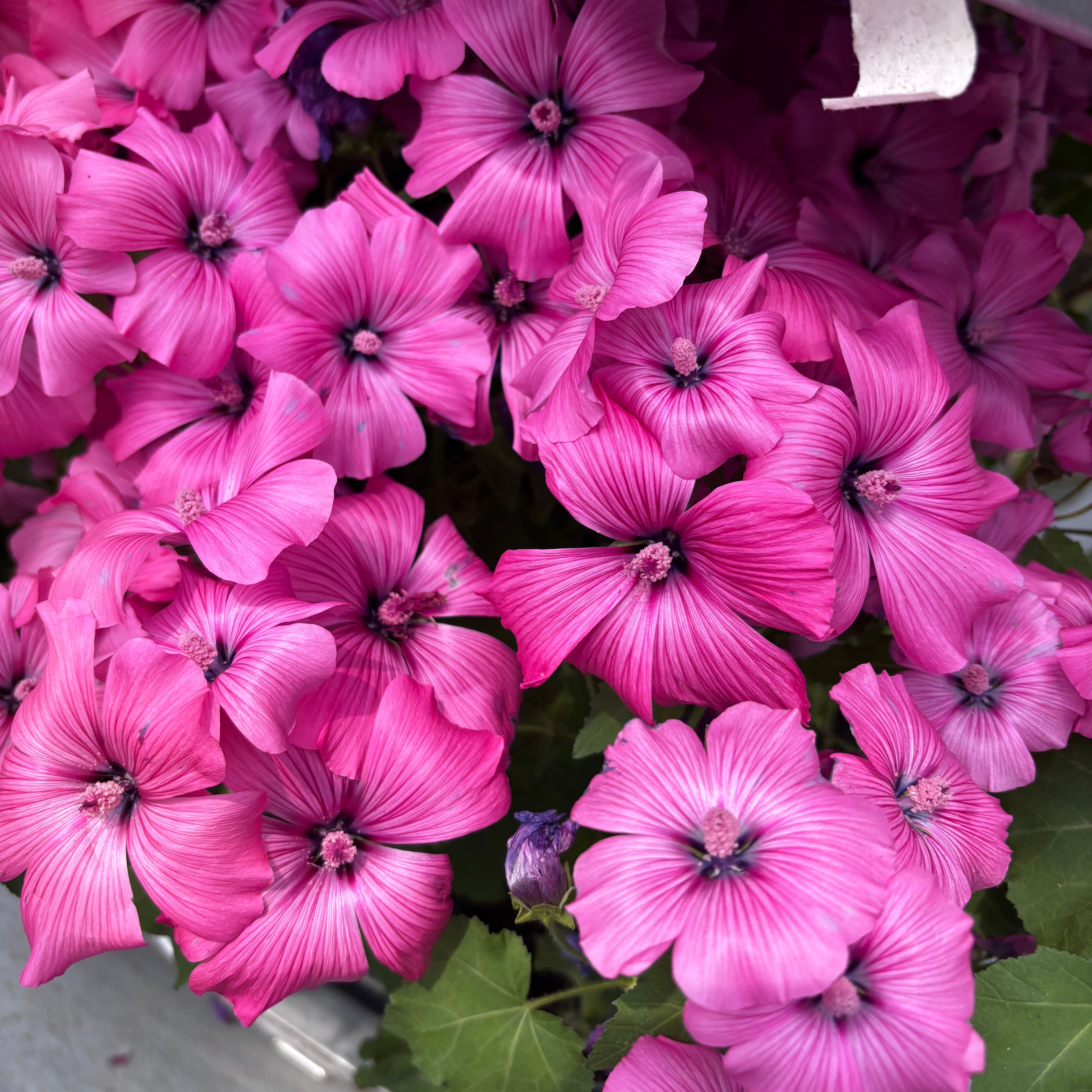Lavatera trimestris 'Twins Hot Pink'