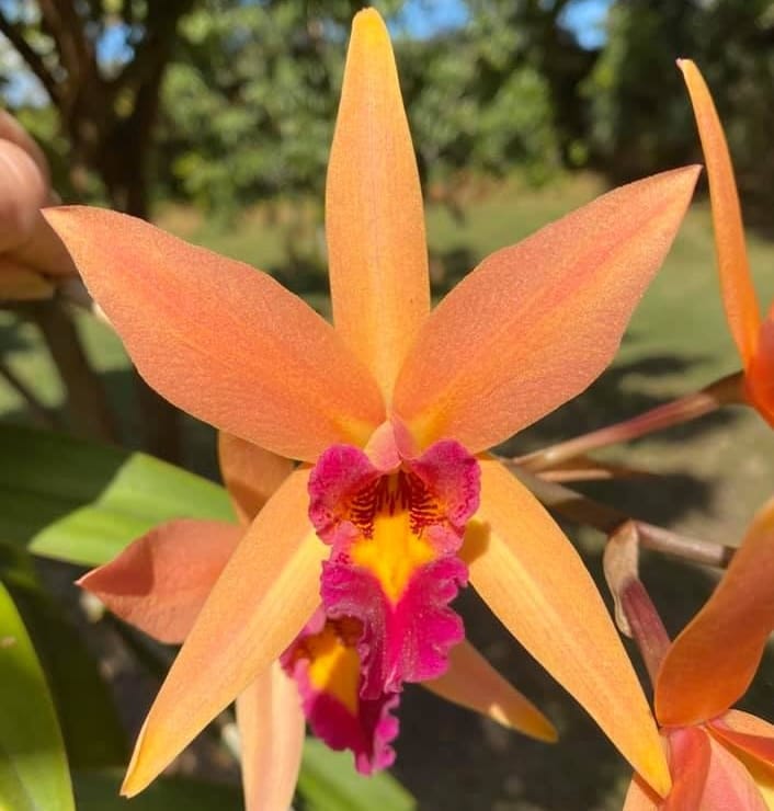 Lc. Santa Barbara Sunset 'ShowTime' HCC/AOS – Floraria Secret Garden (SG)