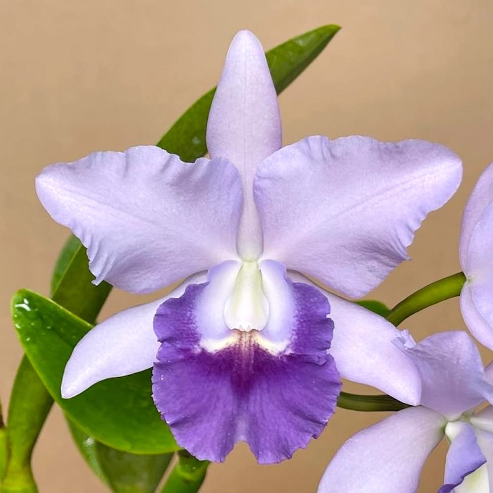 Cattlianthe Blue Angel 'Glove'