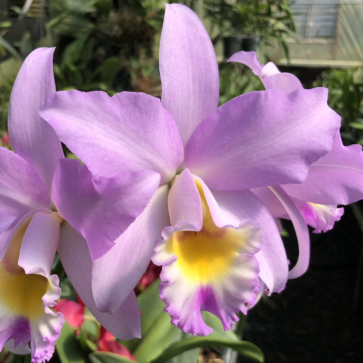 Lc. Puppy Love 'True Beauty' HCC/AOS