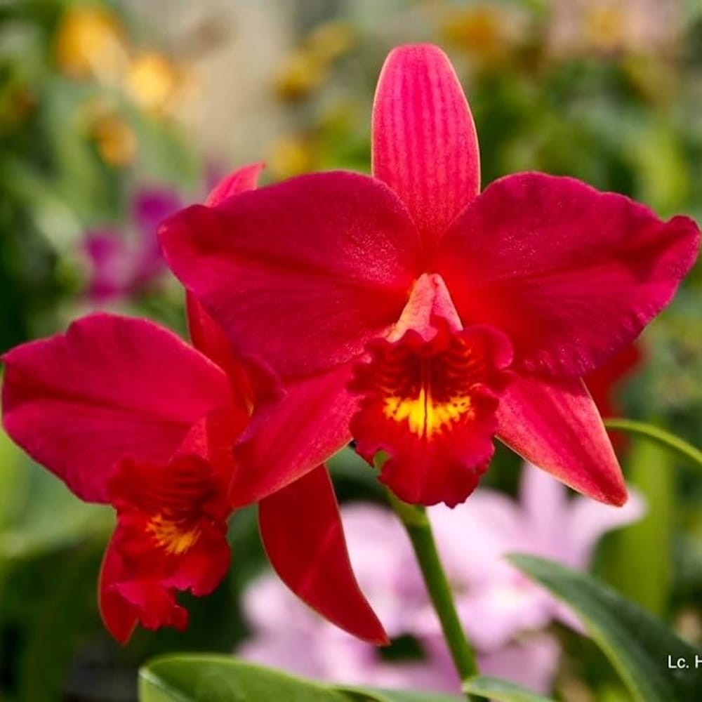 Lc. Hsin Buu Lady 'YT' AM/AOS - flori parfumate