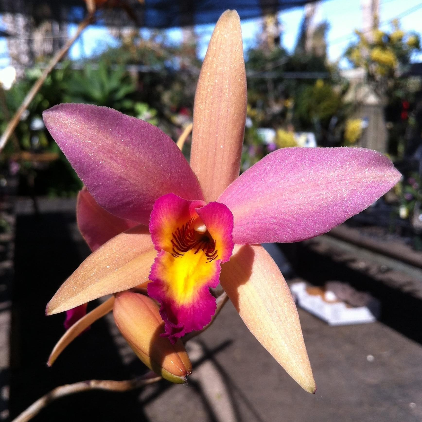 Lc. Santa Barbara Sunset 'ShowTime' HCC/AOS – Floraria Secret Garden (SG)